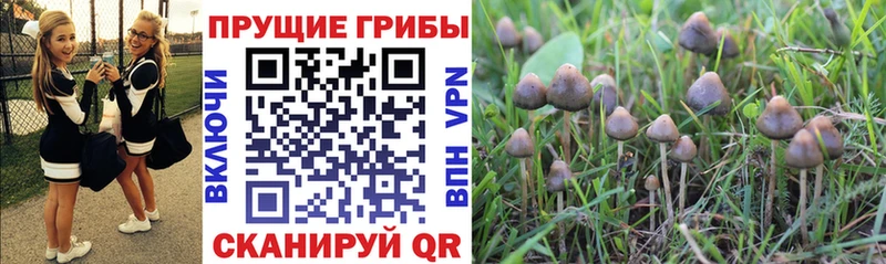 купить наркоту Пустошка Галлюциногенные грибы Psilocybe